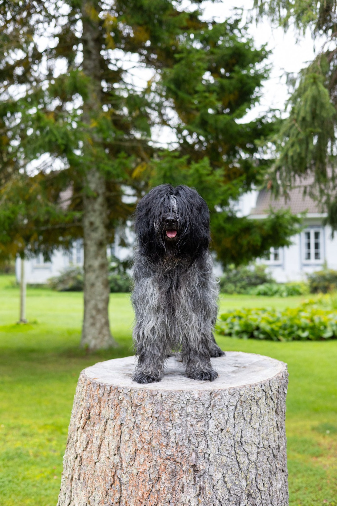 Diesel. Kuva @valokuvausjemina.